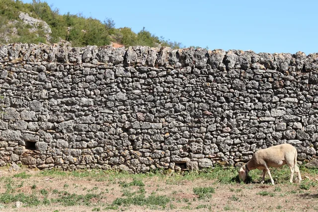 Une brebis et un mur en pierre du Larzac